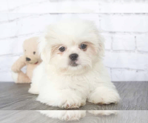 Shih Tzu Puppy for sale in RED LION, PA, USA