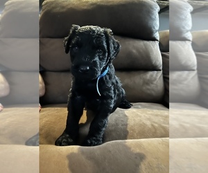 Schnoodle (Giant) Puppy for sale in PUNTA GORDA, FL, USA