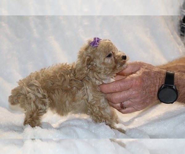 Medium Photo #37 Poodle (Toy) Puppy For Sale in DYERSBURG, TN, USA