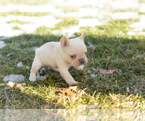 Medium Photo #6 French Bulldog Puppy For Sale in NAPPANEE, IN, USA