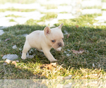 Small #5 French Bulldog