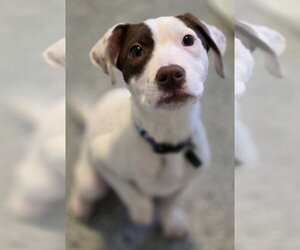 Mutt Dogs for adoption in Clarkston, MI, USA
