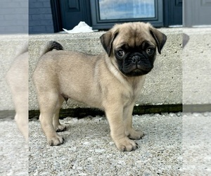 Pug Puppy for sale in FRANKLIN, IN, USA
