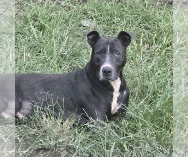 Medium Photo #2 American Pit Bull Terrier-Unknown Mix Puppy For Sale in Oakhurst, NJ, USA