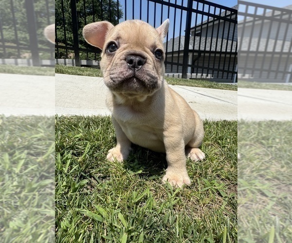 Medium Photo #3 French Bulldog Puppy For Sale in SAYREVILLE, NJ, USA