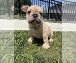 Small #2 French Bulldog