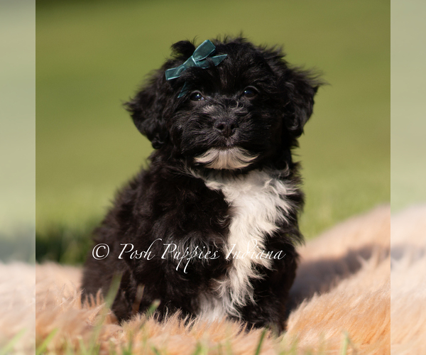 Medium Photo #1 Yorkipoo Puppy For Sale in WARSAW, IN, USA