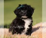Puppy Bixby Yorkipoo