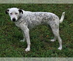 Small Dalmatian-Labrador Retriever Mix