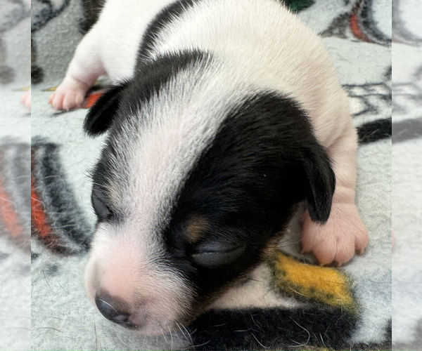 Medium Photo #5 Rat Terrier Puppy For Sale in WHITAKERS, NC, USA