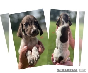 German Shorthaired Pointer Puppy for Sale in MORTON, Mississippi USA