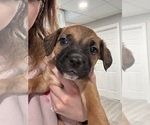 Small Photo #6 American Pit Bull Terrier-Black Mouth Cur Mix Puppy For Sale in QUAKER HILL, CT, USA