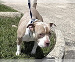 Small #1 Staffordshire Bull Terrier