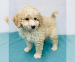 Small Photo #3 Miniature Labradoodle Puppy For Sale in CINCINNATI, OH, USA