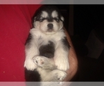 Small Photo #9 Alaskan Malamute Puppy For Sale in FRESNO, CA, USA
