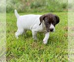 Small #2 German Shorthaired Pointer