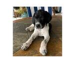 Small Photo #3 German Shorthaired Pointer Puppy For Sale in VACAVILLE, CA, USA