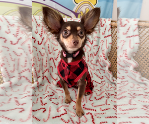 Chihuahua-Unknown Mix Dogs for adoption in Bellevue, WA, USA
