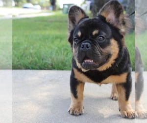 French Bulldog Dogs for adoption in DALLAS, TX, USA