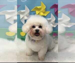 Bichon Frise Dogs for adoption in Agoura Hills, CA, USA