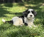 Puppy Cow Havanese