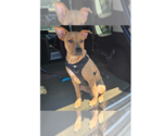 Pharo - Male Labrador Retriever-Unknown Mix Dog for Adoption - Small photo