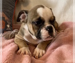 Small Photo #17 English Bulldog Puppy For Sale in CHARLESTON, SC, USA
