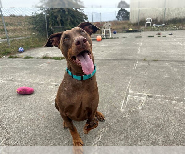 Medium Photo #1 Doberman Pinscher Puppy For Sale in McKinleyville, CA, USA