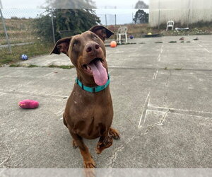 Doberman Pinscher Dogs for adoption in McKinleyville, CA, USA