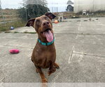 Small Doberman Pinscher
