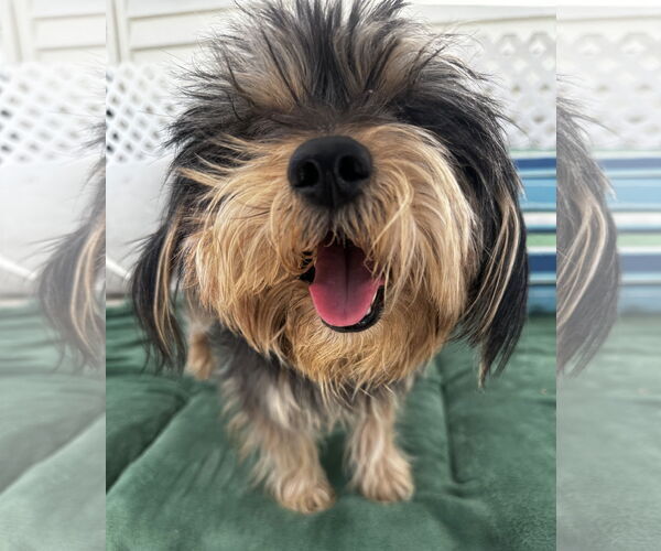 Medium Photo #3 Cairnese Puppy For Sale in Newport Beach, CA, USA