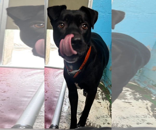 Medium Photo #3 Mutt Puppy For Sale in Rustburg, VA, USA