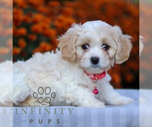 Cavachon Puppy for sale in ANNVILLE, PA, USA