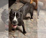 Small #14 American Pit Bull Terrier Mix