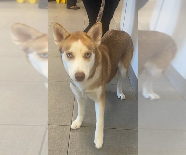 Medium Photo #1 Siberian Husky Puppy For Sale in Rancho Cucamonga, CA, USA