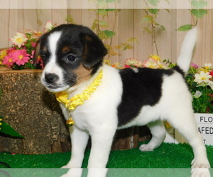 Beagle-Jack-Rat Terrier Mix Puppy for sale in HAMMOND, IN, USA