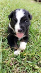Miniature American Shepherd Puppy for sale in KIRBYVILLE, TX, USA