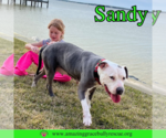 Small #2 American Pit Bull Terrier Mix