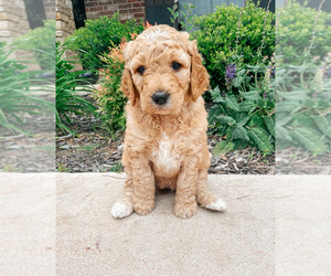 Goldendoodle Dog for Adoption in YUKON, Oklahoma USA