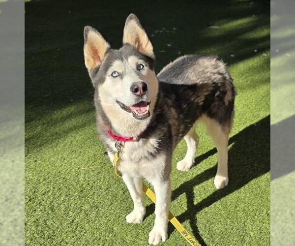 Medium Photo #1 Siberian Husky-Unknown Mix Puppy For Sale in Las Vegas, NV, USA