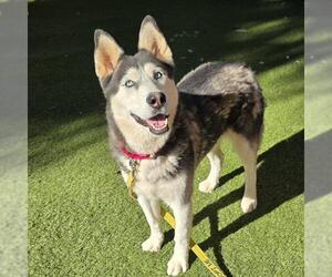 Siberian Husky-Unknown Mix Dogs for adoption in Las Vegas, NV, USA