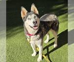 LUCY - Female Siberian Husky-Unknown Mix Dog for Adoption - Small photo