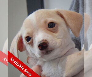 Chiweenie Dogs for adoption in Huntley, IL, USA