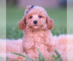 Small #5 Poodle (Miniature)
