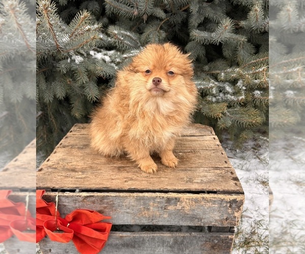 Medium Photo #4 Pomeranian Puppy For Sale in MIDDLEBURY, IN, USA