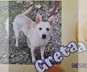 Greta - Female Siberian Husky-Unknown Mix Dog for Adoption - Photo #2
