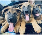 Small Photo #25 Malinois Puppy For Sale in SAN MARCOS, CA, USA