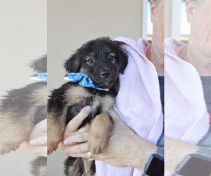 Mutt Dogs for adoption in McKinney, TX, USA