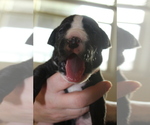 Small Photo #4 Great Dane Puppy For Sale in LEANDER, TX, USA