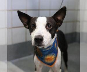 Mutt Dogs for adoption in San Antonio, TX, USA